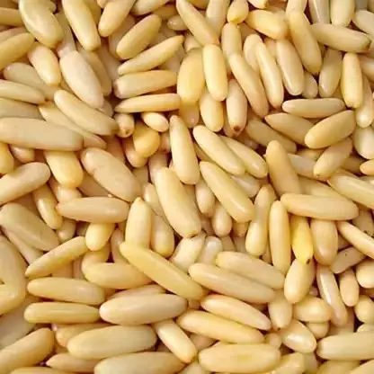 Shelled pine nuts shown close up